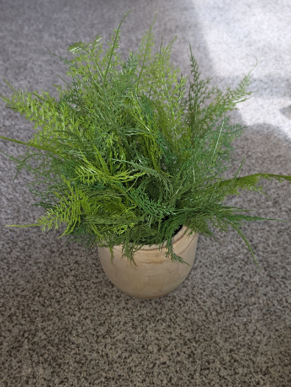 Large Asparagus Fern - Threshold™